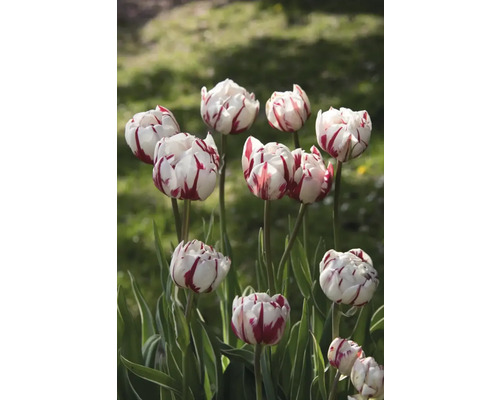 Detail tulipánů s pruhovanými okvětními lístky
