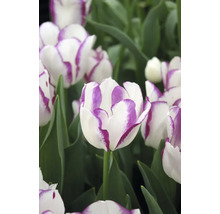 Detail bílých tulipánů s fialovým okrajem