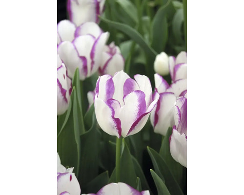 Detail bílých tulipánů s fialovým okrajem