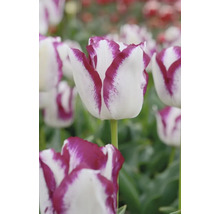 Detail bílo-fialového květu tulipánu na zahradě.