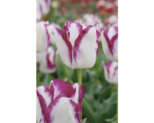 Detail bílo-fialového květu tulipánu na zahradě.