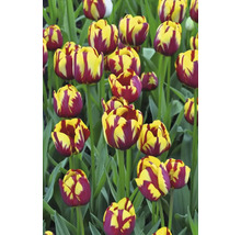 Detailní záběr tulipánů se žlutými a červenými okvětními lístky na zahradě.