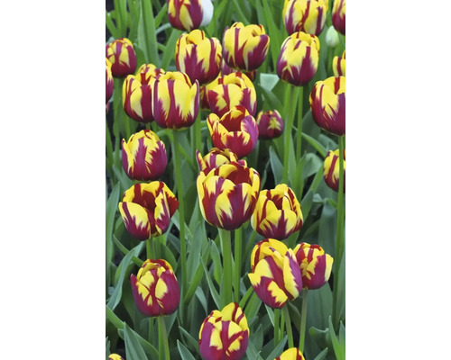 Detailní záběr tulipánů se žlutými a červenými okvětními lístky na zahradě.