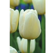 Detail bílého tulipánu v zahradě