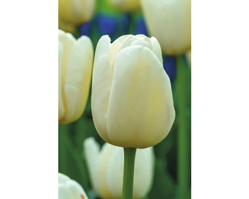 Detail bílého tulipánu v zahradě