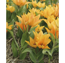 Pole žlutých tulipánů
