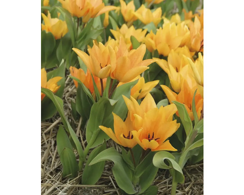 Pole žlutých tulipánů