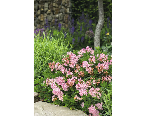 Detailní záběr kvetoucí trpasličí horské růže v zahradě