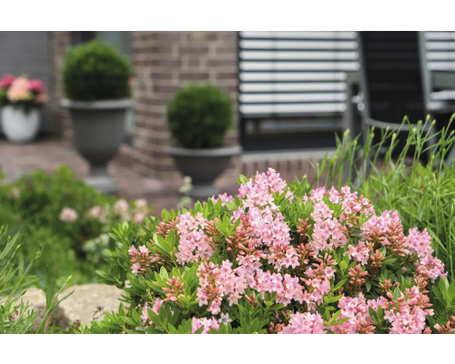 Detail kvetoucího lýkovce v zahradě