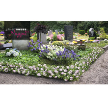 Hřbitov s náhrobky a výsadbou půdopokryvných rostlin a kvetoucích trvalek