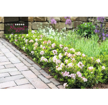 Kvetoucí trpasličí Rhododendron Nugget v zahradě