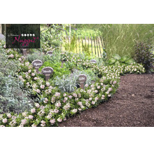 Bylinková zahrada s tymiánem, petrželkou, šalvějí a majoránkou.