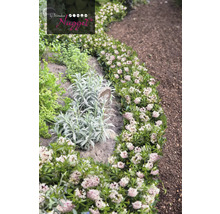 Zahrada s tymiánem a dalšími bylinkami