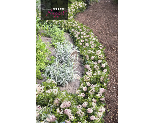 Zahrada s tymiánem a dalšími bylinkami