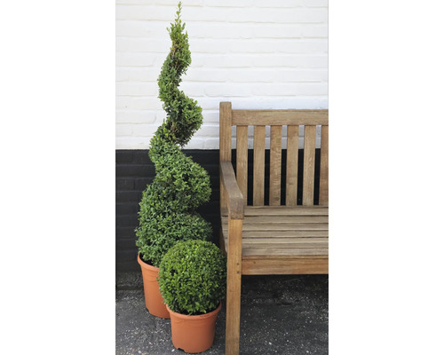 Dva tvarované stromy v květináči vedle dřevěné lavice