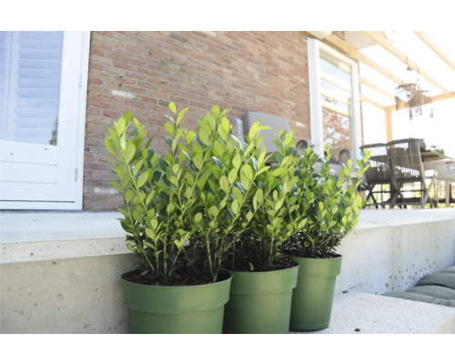 Tři zelené rostliny zimostrázu v květináčích na terase.