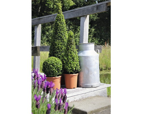 Ozdobné tvarované rostliny v květináči spolu s konví na mléko na dřevěném mostě