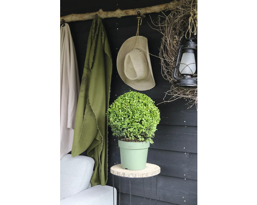 Dekorativní zelená rostlina v květináči na stoličce s háčky, kloboukem a lampou v pozadí.