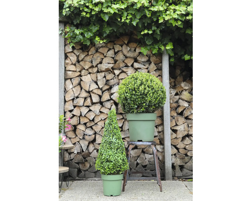 Scéna s kuželovitým a kulovitým buxusem v květináčích před dřevěným pozadím