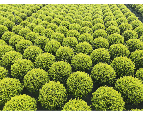 Mnoho buxusových koulí v řadách