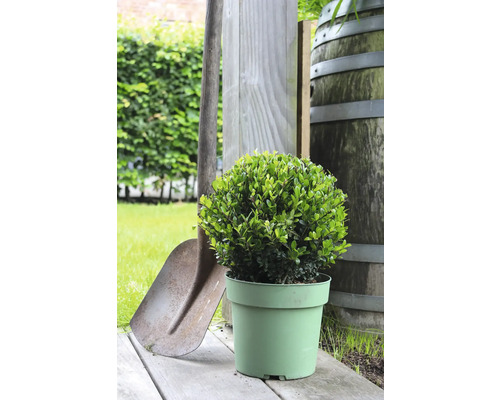 Kulatý zimostráz v květináči s rýčem a dřevěným sudem na zahradě