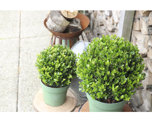 Dvě koule zimostrázu v květináčích do zahrady.