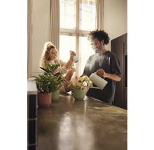 Pár zalévá a postřikuje pokojové rostliny v květináčích