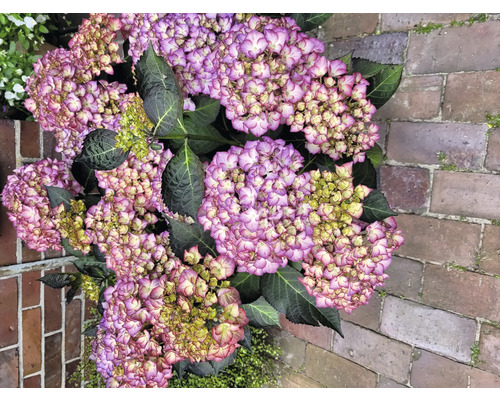 Detailní záběr květu hortenzie s fialovými a bílými okvětními lístky a zelenými listy.