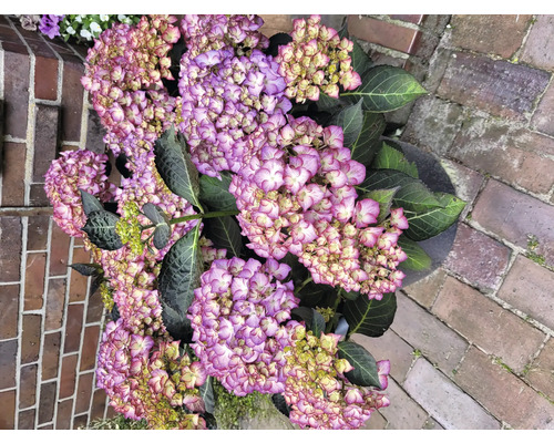 Detail hortenzie v květináči s fialovými květy