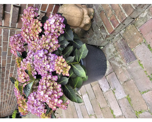 Hortenzie v květináči vedle kamenné sošky a cihel