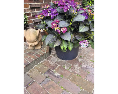 Hortenzie s fialovými květy v květináči vedle sochy slona