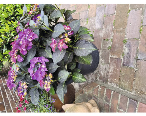 Hortenzie s fialovými květy v květináči