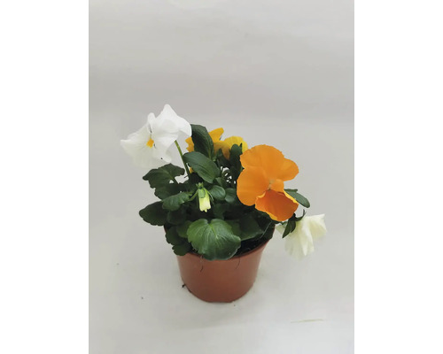 Macešky v květináči s různými barvami květů.