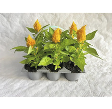 Šest rostlin Celosia v květináči