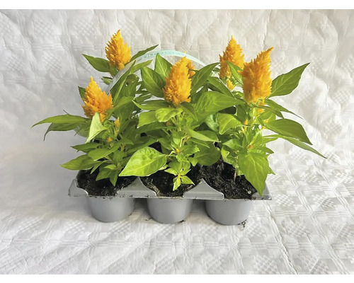 Šest rostlin Celosia v květináči