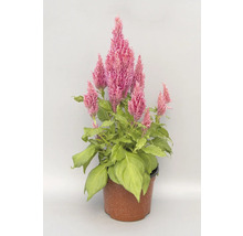 Celosia v květináči