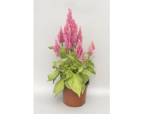 Celosia v květináči