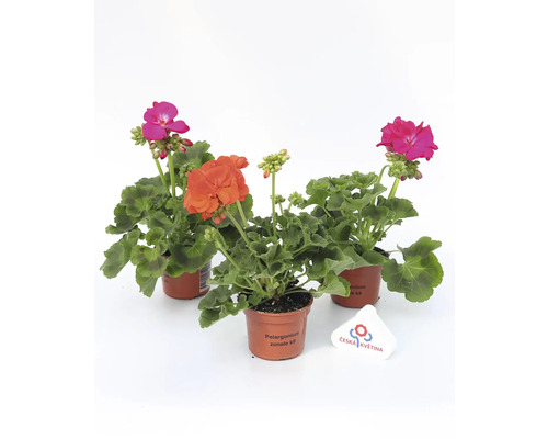 Tři pelargonie v květináčích se zelenými listy a květy a logo Česká květina