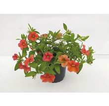 Rostlina Calibrachoa s oranžovými květy v květináči