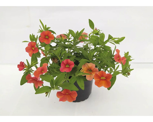 Rostlina Calibrachoa s oranžovými květy v květináči