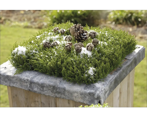 Dekorativní aranžmá se zelenou rostlinou, šiškami a sněhem na podstavci