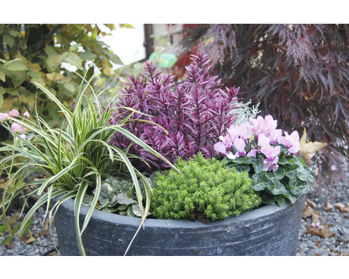 Květinové aranžmá v květináči s různými okrasnými rostlinami.