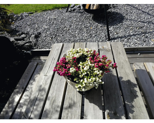 Košík s bílou a červenou libavkou polehlou na dřevěném stole v zahradě