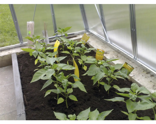 Mladé rostliny ve skleníkovém záhonu