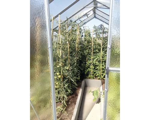 Vnitřní pohled na skleník s rostlinami rajčat