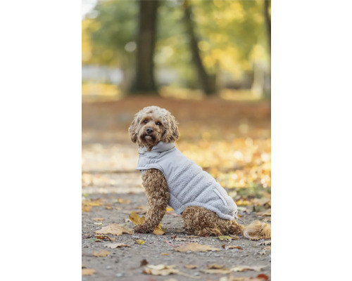 Pes s psí bundou venku