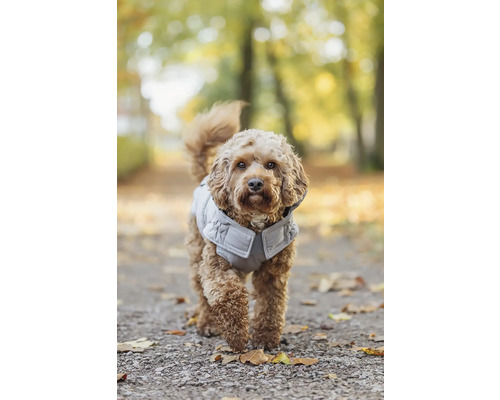 Pes s prošívanou vestou venku