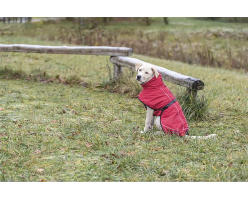 Labradorský retrívr nosí venku červený psí kabát.