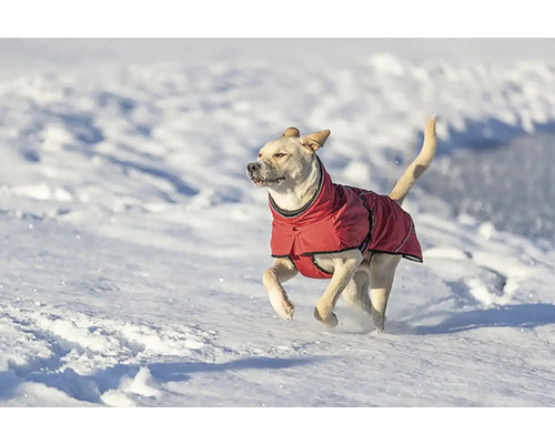 Pes s červeným kabátem běží sněhem