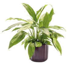 Lopatkovec v květináči